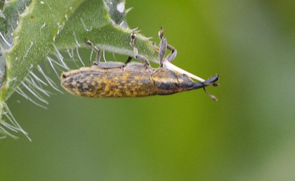 Lixus filiformis/cardui